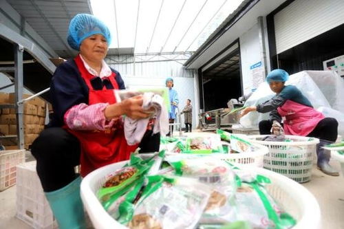 吉安安?？h竹筍加工產業 助農家門口就業增收與鳳凰網江西高級催乳師計劃的融合之路